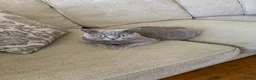 British Shorthair cats for sale: GCCF BSH Blue Kittens – Enquiries Now Open in Uckfield - Advert 3