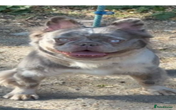 French Bulldog dogs for sale: Quality health clear fluffy French bulldogs  - Image 11