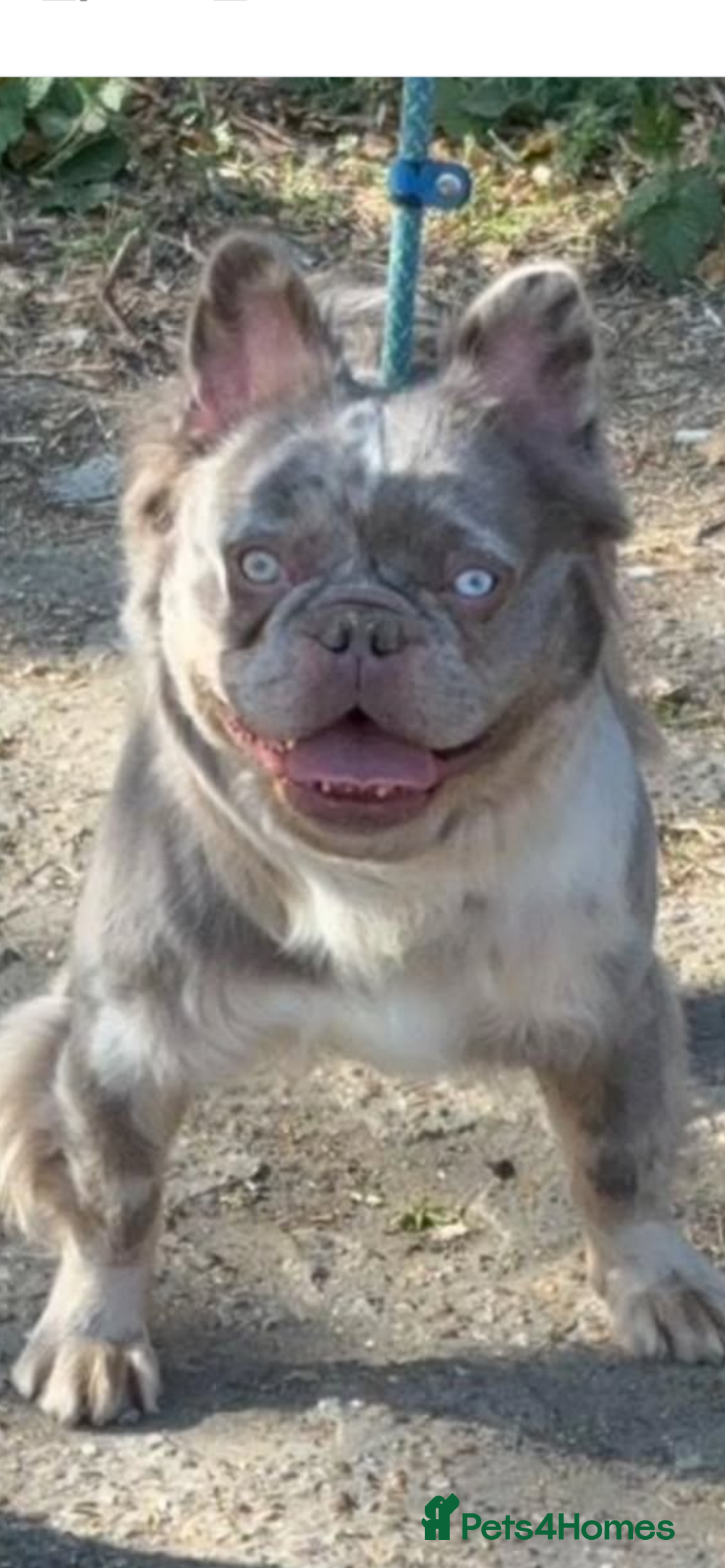 French Bulldog dogs for sale: Quality health clear fluffy French bulldogs  - Image 11