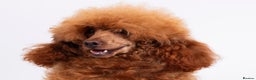 Toy Poodle dogs for stud: KC REG DEEP FOX RED HEALTH TESTED POODLE STUD  in Hoddesdon - Advert 3