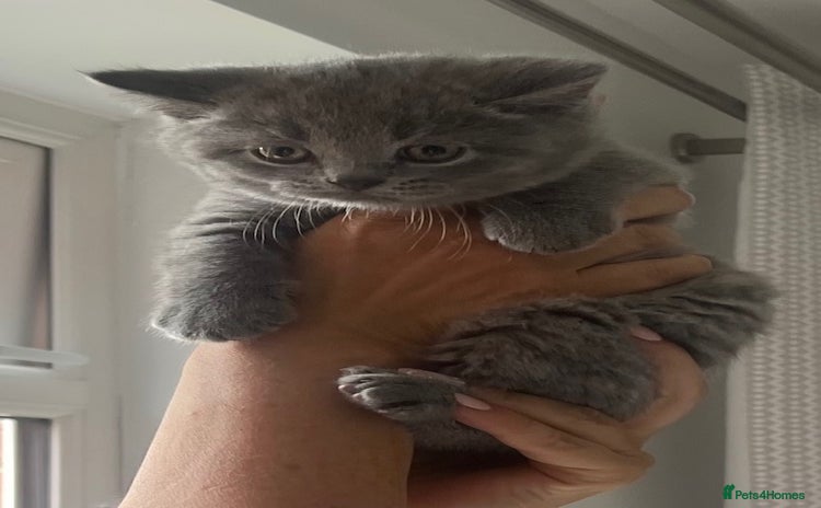 British Shorthair cats - Advert 9