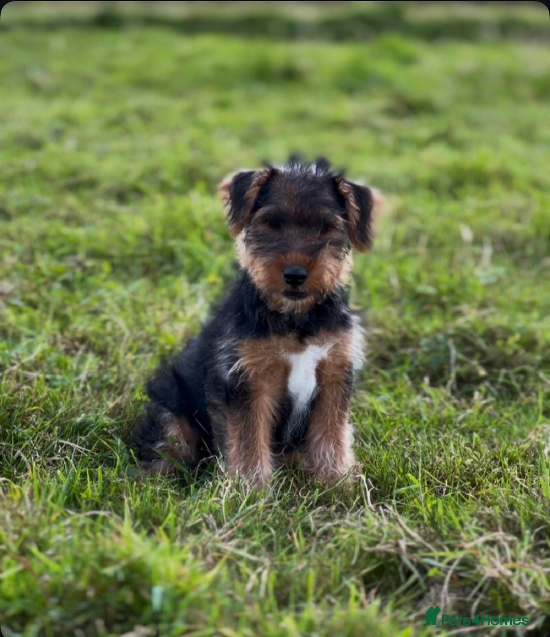 Welsh Terrier dogs for sale: WELSH TERRIER BOY PUPPY - Image 1