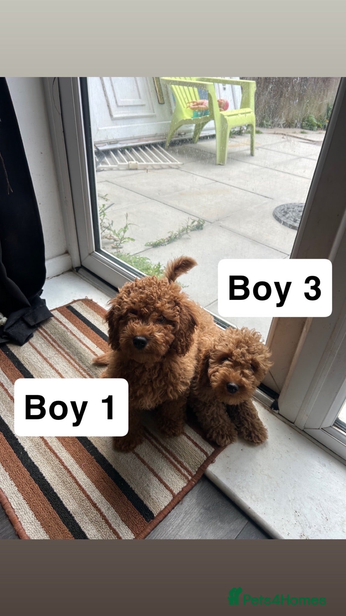 Cavapoo dogs BOYS ONLY cavapoo pups ready to leave  - Advert 2