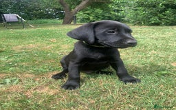 Labrador Retriever dogs for sale: KC Labrador puppies Ready now 🐾Fully vaccinated  in Skegness - Image 26