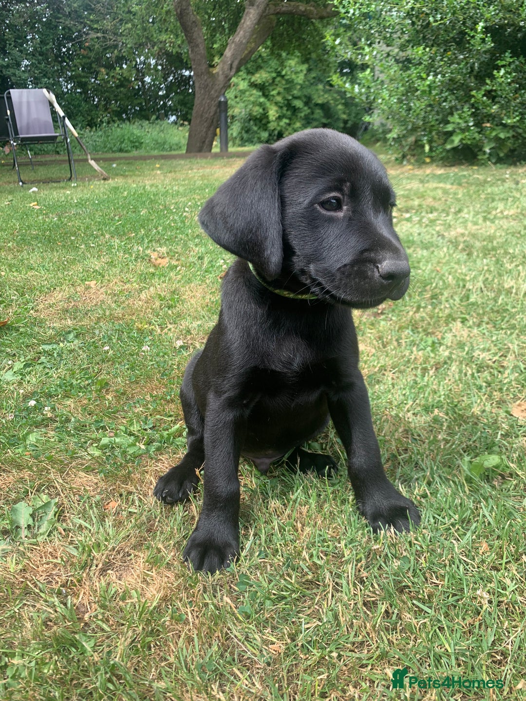 Labrador Retriever dogs for sale: KC Labrador puppies Ready now 🐾Fully vaccinated  in Skegness - Image 26