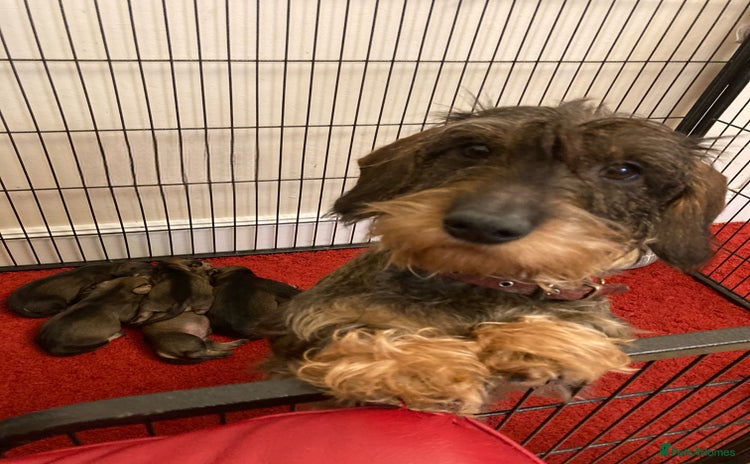 Dachshund dogs - Advert 1