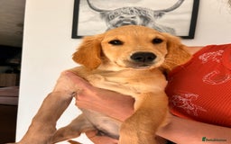 Golden Retriever dogs for sale: Golden Retriever Puppies  - Image 5
