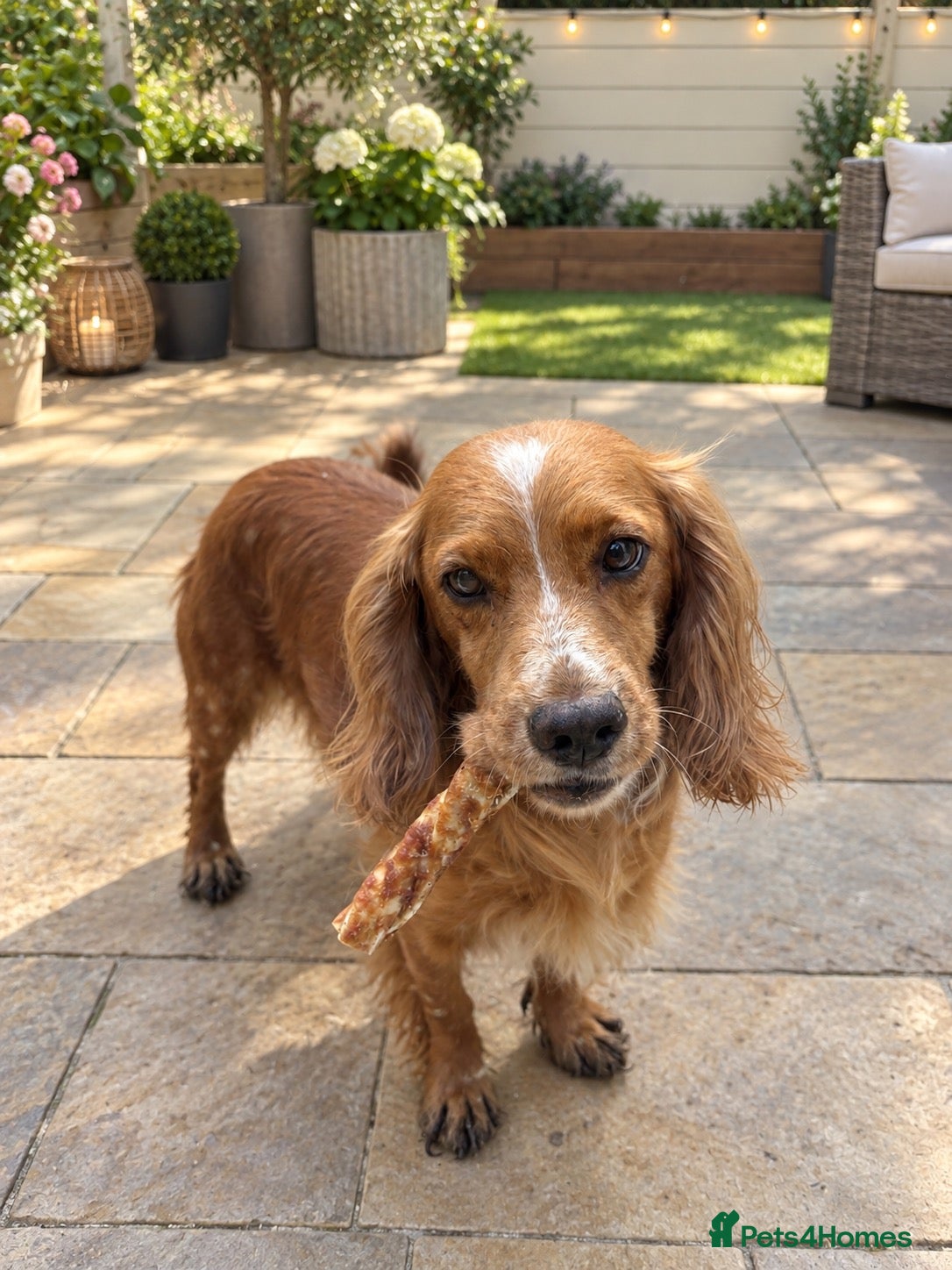 Cockapoo dogs F1 Beautiful cockapoo puppies 🐶  - Advert 7
