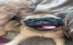 Pug dogs for sale: Cute little female pug  - Image 1