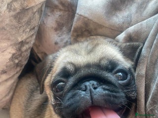 Pug dogs for sale - Advert 1