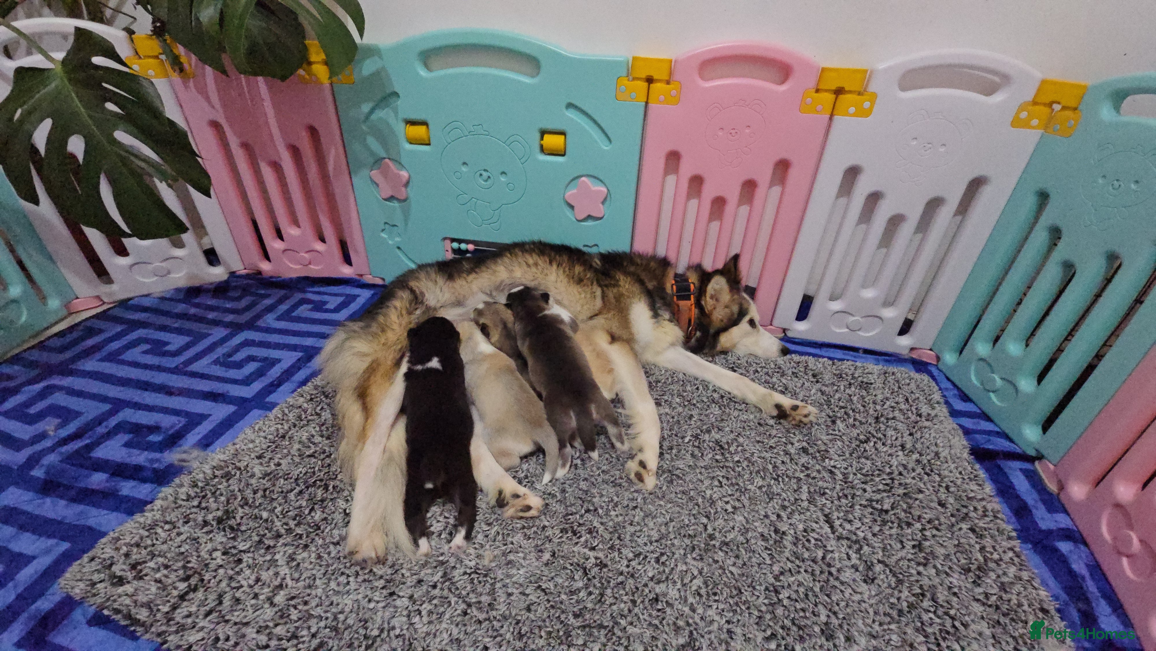 Alaskan Malamute dogs litter of chunky fluffy malamutes - Advert 1