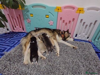 Alaskan Malamute dogs litter of chunky fluffy malamutes - Advert 1