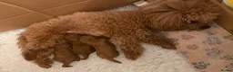 Toy Poodle dogs for sale: Outstanding KC toy poodles 🐩  - Advert 7