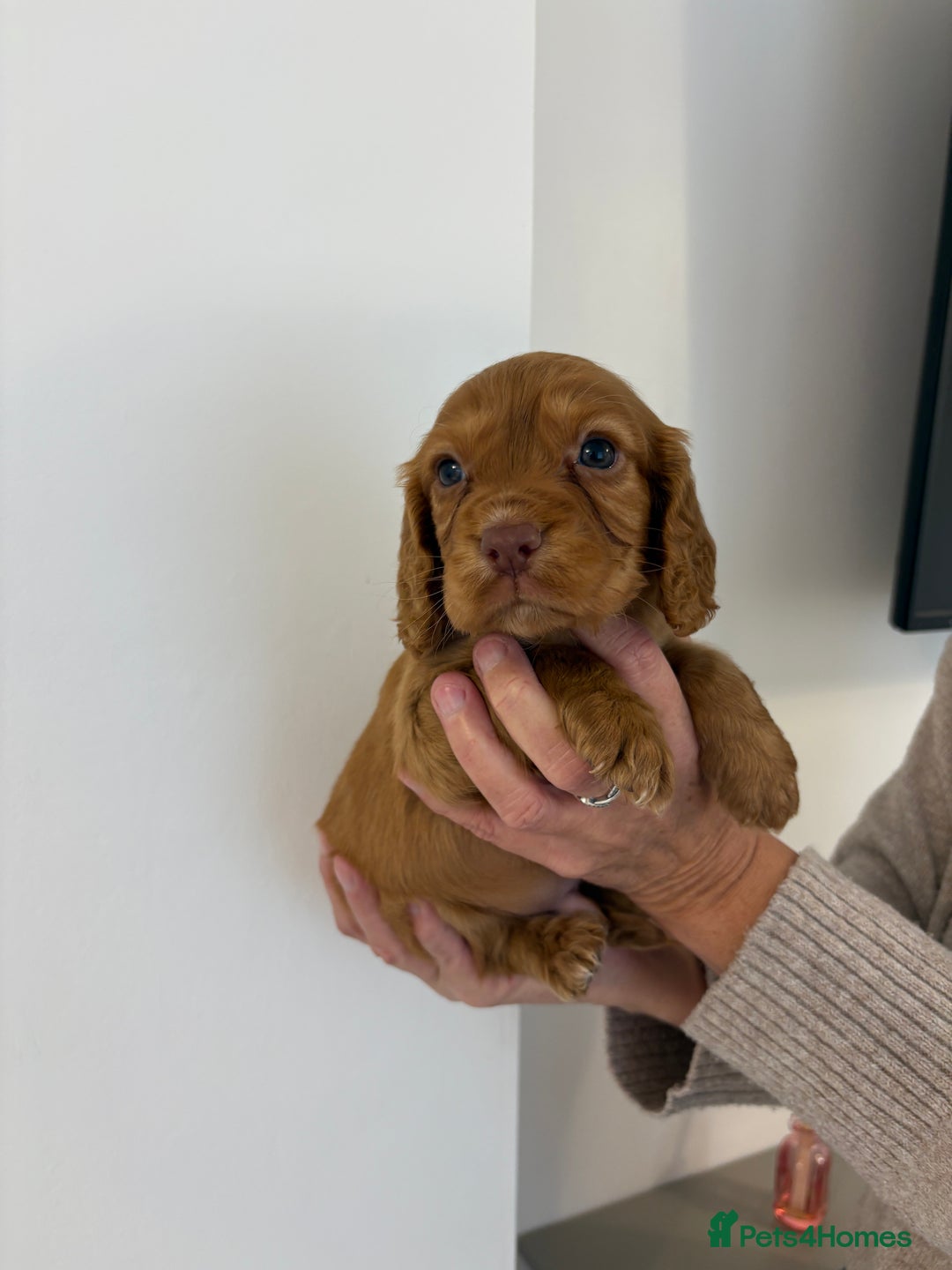 Cocker Spaniel dogs for sale: Gorgeous KC cocker spaniel puppies  - Advert 28