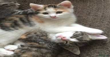 Mixed Breed cats - Advert 12