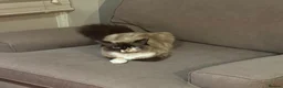 Siamese cats for sale: Mixed Siamese kittens for sale  in Colchester - Advert 1