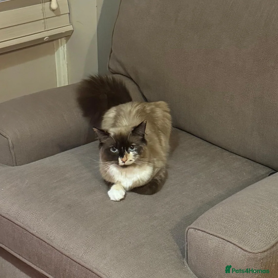 Siamese cats for sale: Mixed Siamese kittens for sale  in Colchester - Advert 1