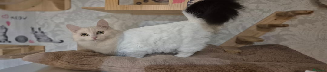 Munchkin Kitten 2