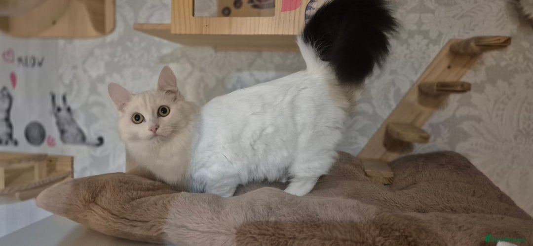 Munchkin cats for sale: Pedigree Munchkin kittens  - Image 1