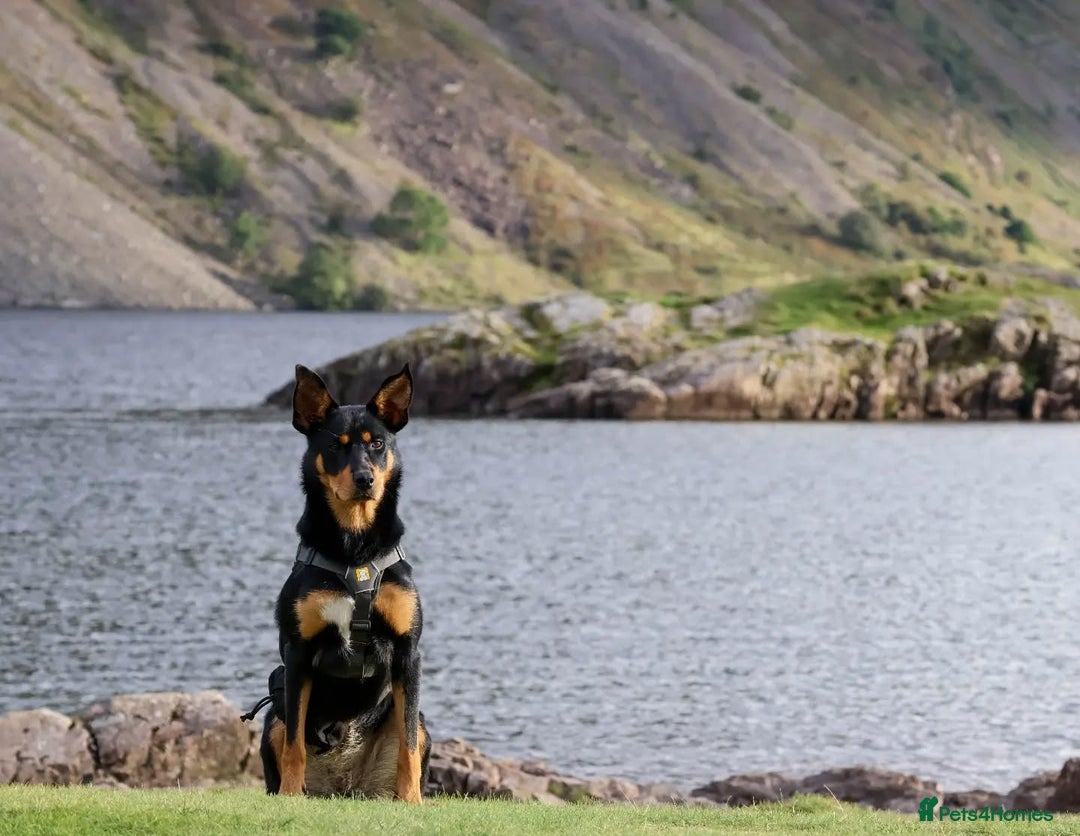 Mixed Breed dogs for sale: Australian Kelpie (75%) x Huntaway (25%) Puppies - Advert 7