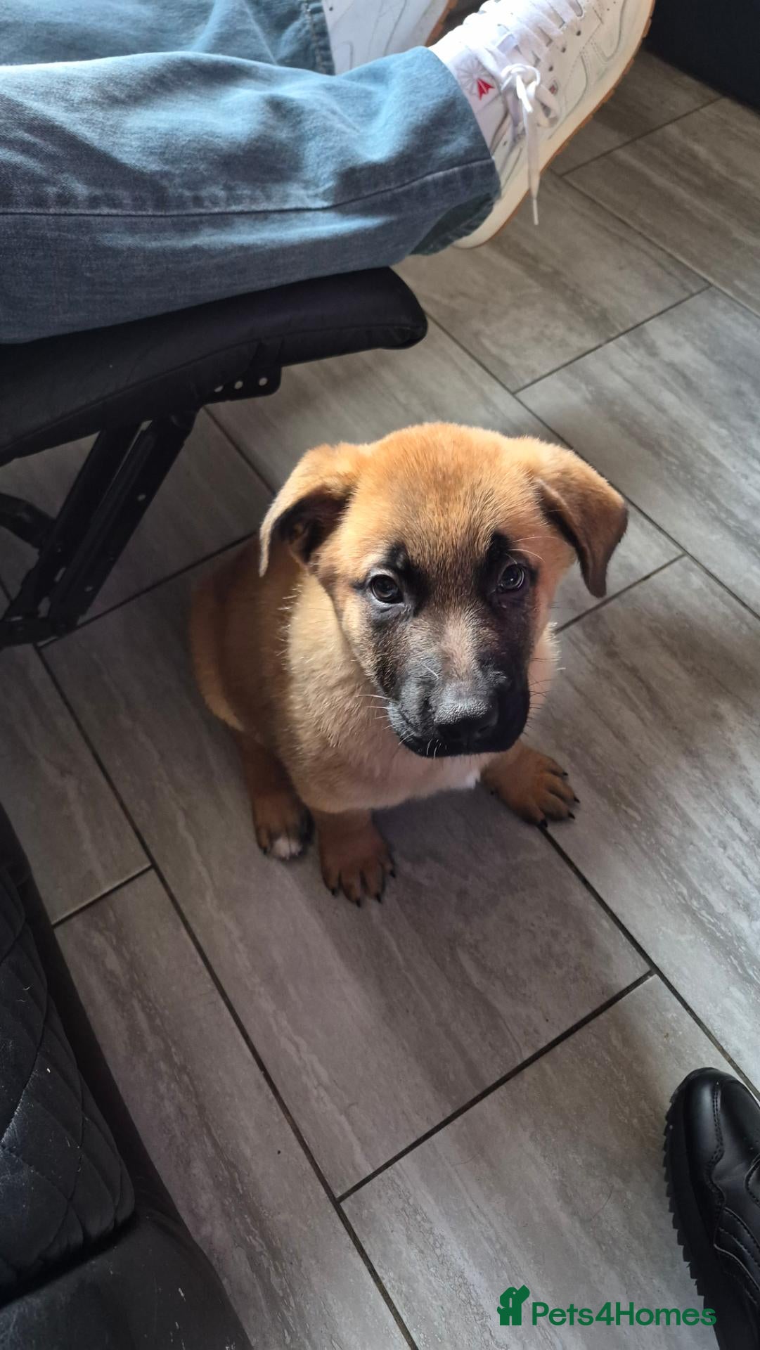 German Shepherd dogs ready now only 2 grils  left shepkita puppies  - Advert 1