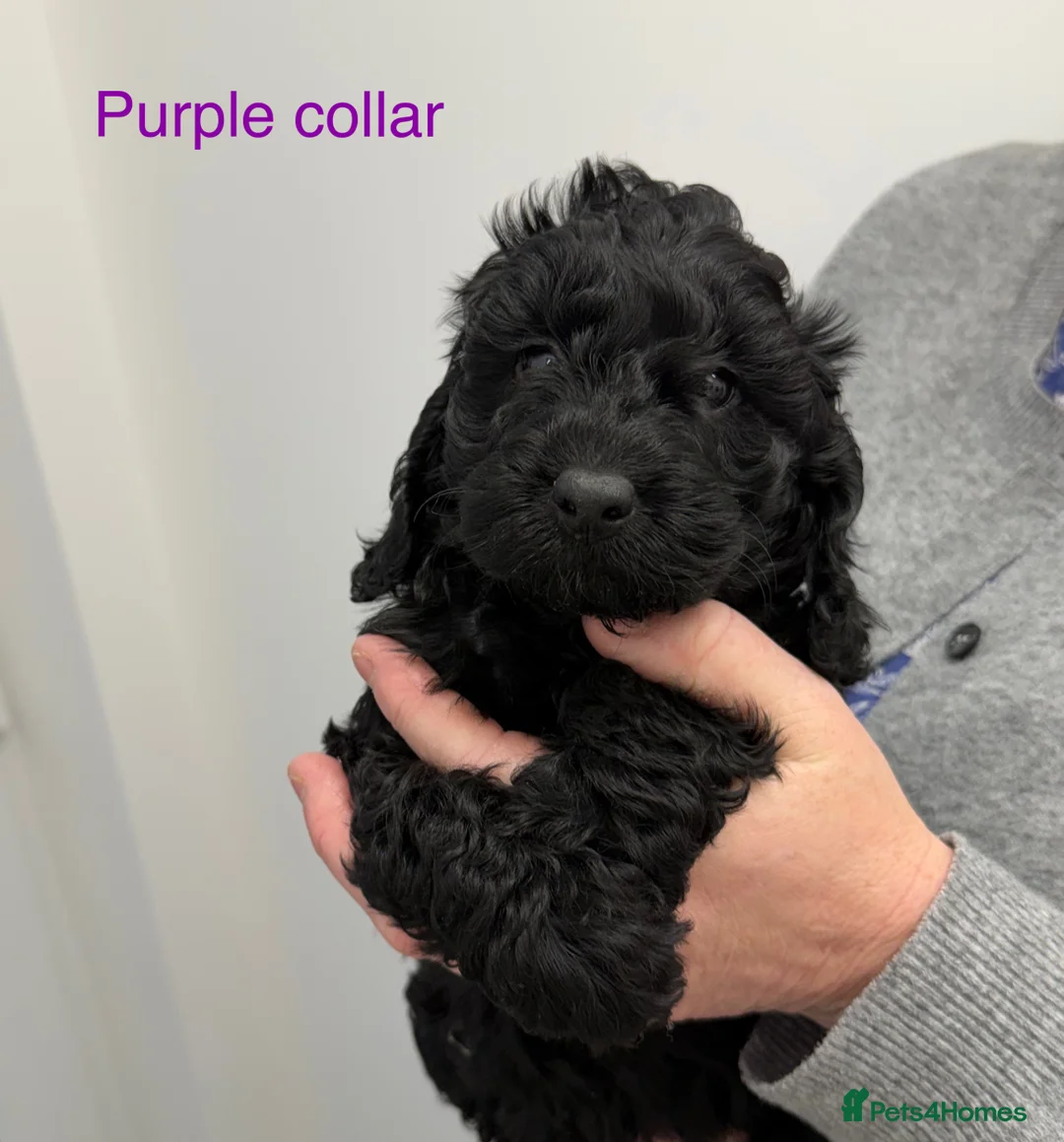 Cockapoo dogs for sale: Cockapoo puppies F1 - Advert 5