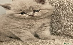 British Shorthair cats for sale: British shorthair kittens for sale  - Image 11