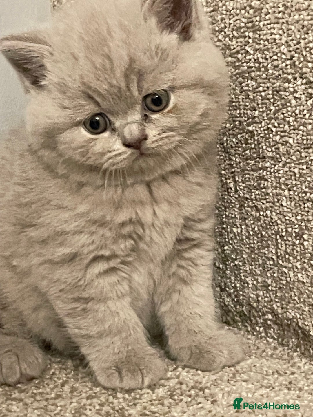 British Shorthair cats for sale: British shorthair kittens for sale  - Image 11