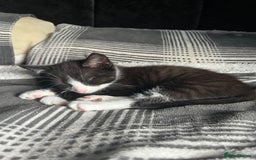 Mixed Breed cats for sale: 4 kittens for sale from 2 litters - Image 5