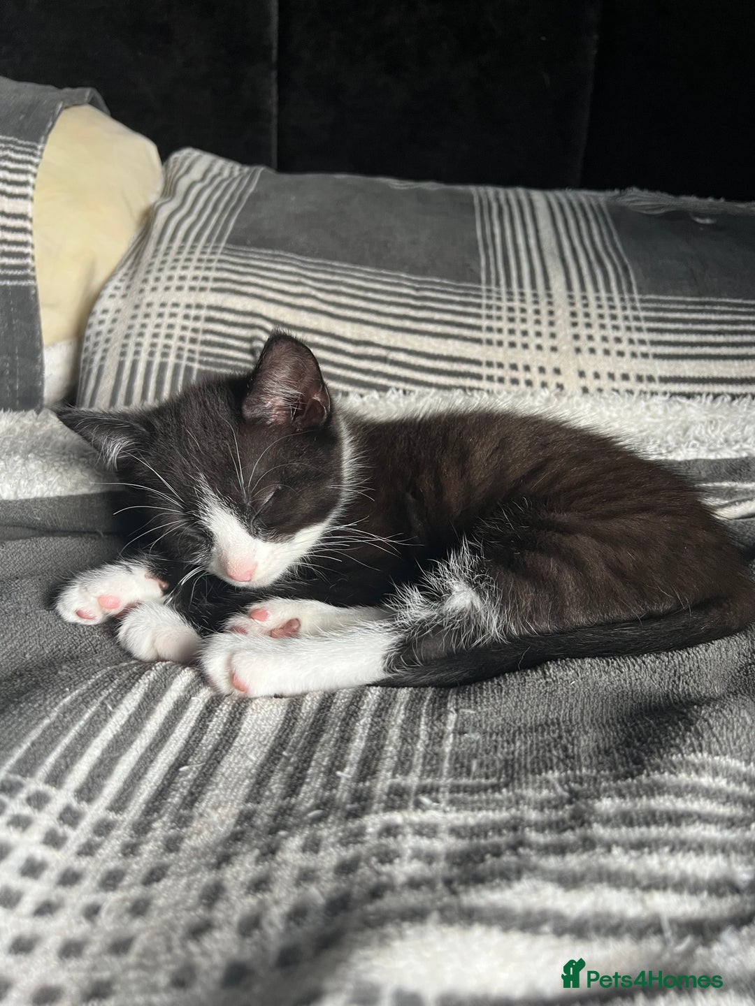 Mixed Breed cats for sale: 4 kittens for sale from 2 litters - Image 5