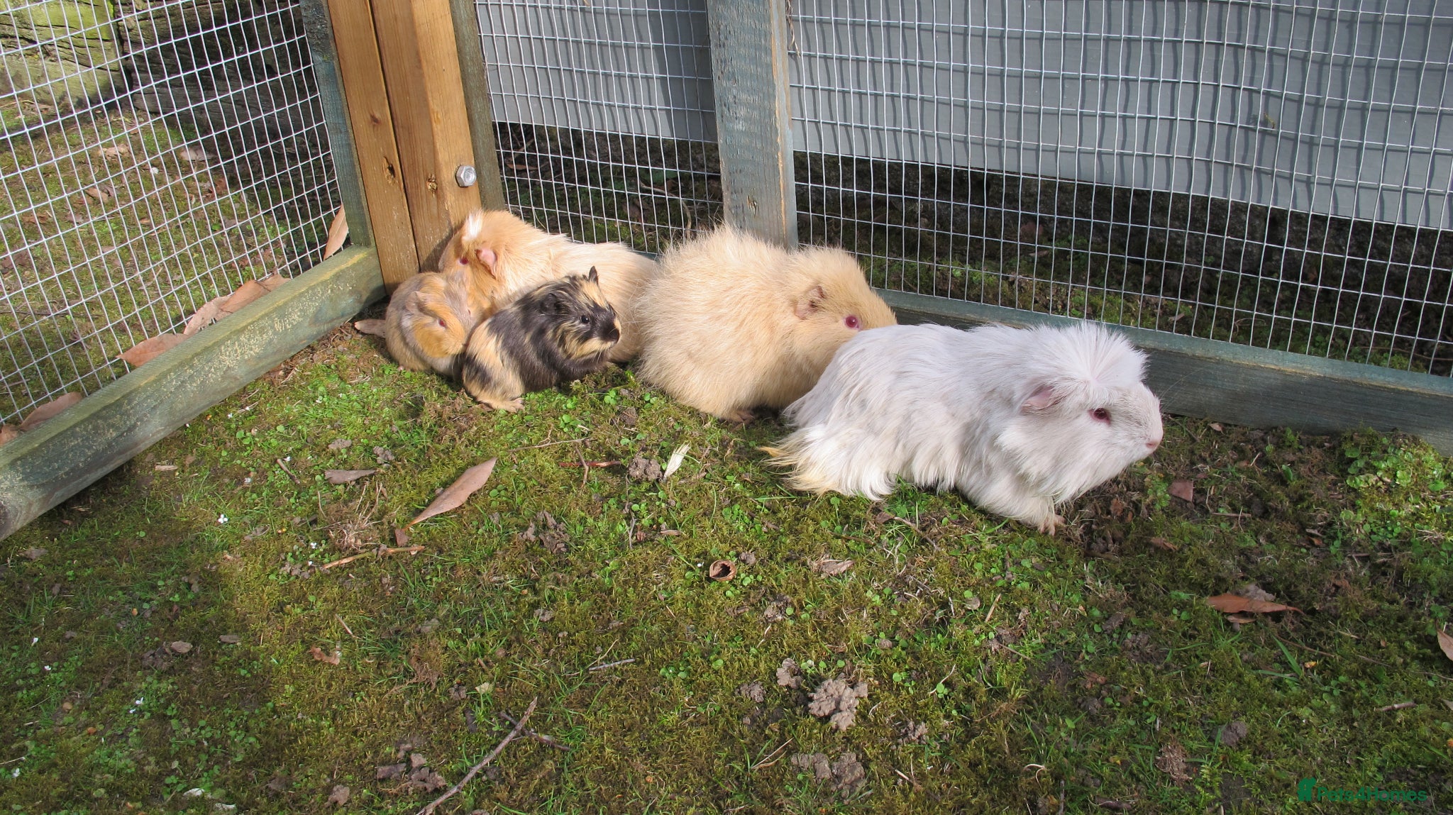 Guinea Pig rodents Male & Female guinea pigs various types & colours - Advert 12