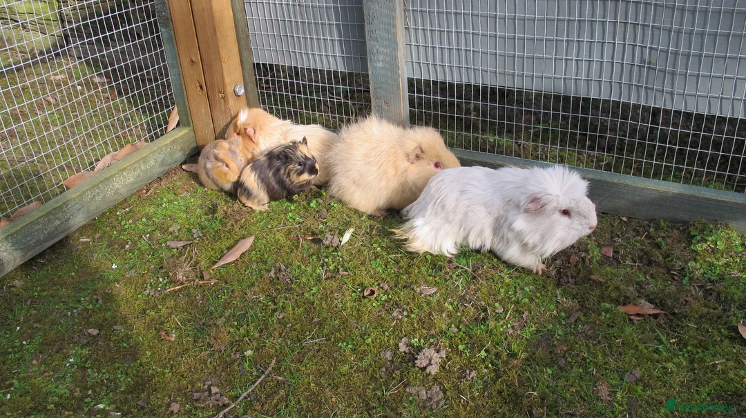 Guinea Pig rodents for sale: Male & Female guinea pigs various types & colours - Advert 1