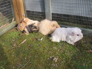 Guinea Pig rodents Male & Female guinea pigs various types & colours - Advert 4