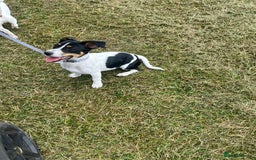 Jack Russell dogs for sale: Bella, Jack Russell puppy.  in South Ockendon - Image 3