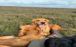 Golden Retriever dogs for sale: KC health tested Working line- FTAW dam  - Image 7