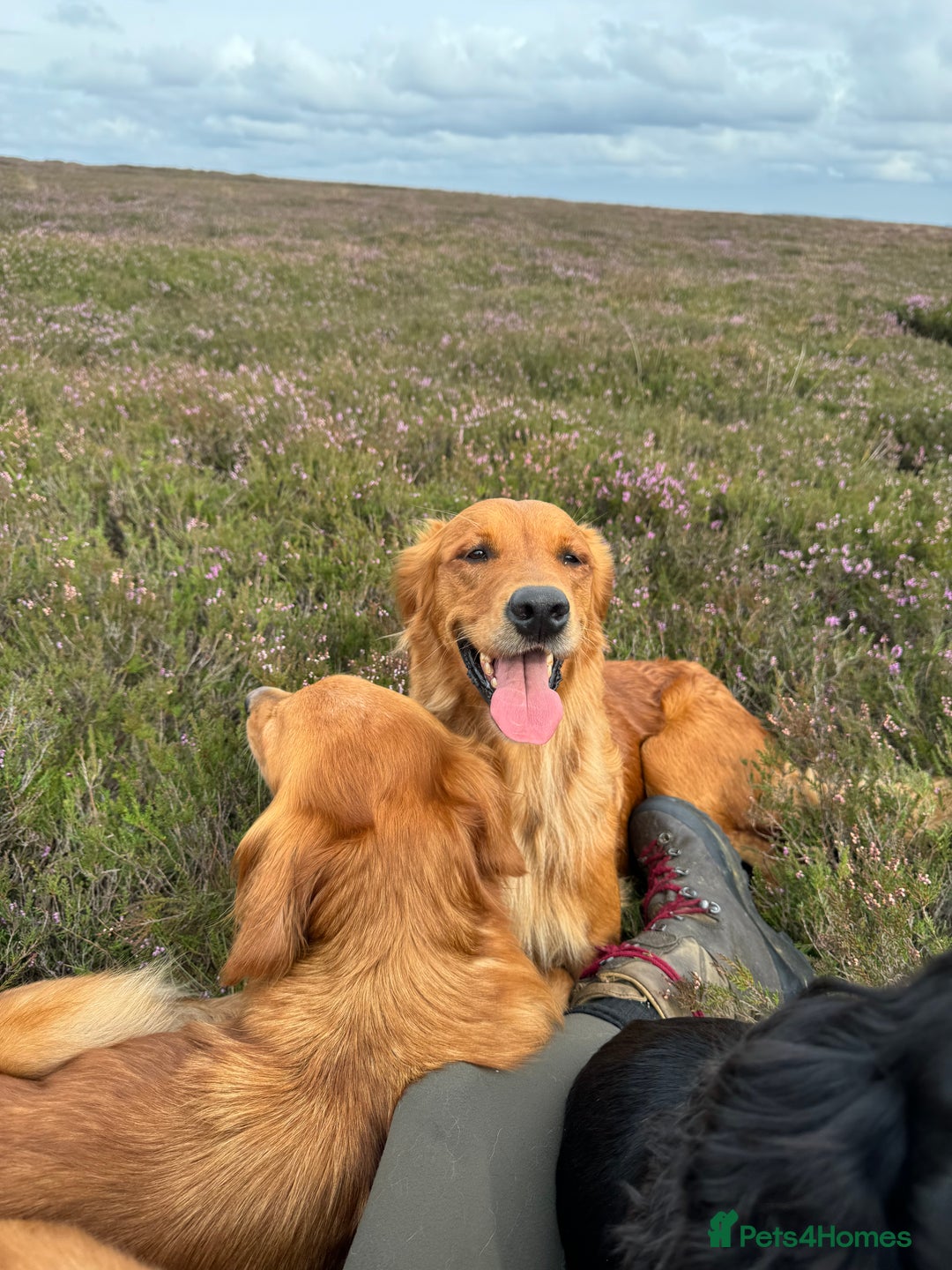 Golden Retriever dogs for sale: KC health tested Working line- FTAW dam  - Image 7