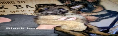 German Shepherd 1