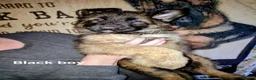 German Shepherd dogs for sale:  5th Generation German Shepherd puppies - Advert 8