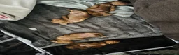 Miniature Dachshund dogs for sale: Gorgeous Trio of Mini Dachshunds in Portsmouth - Advert 17