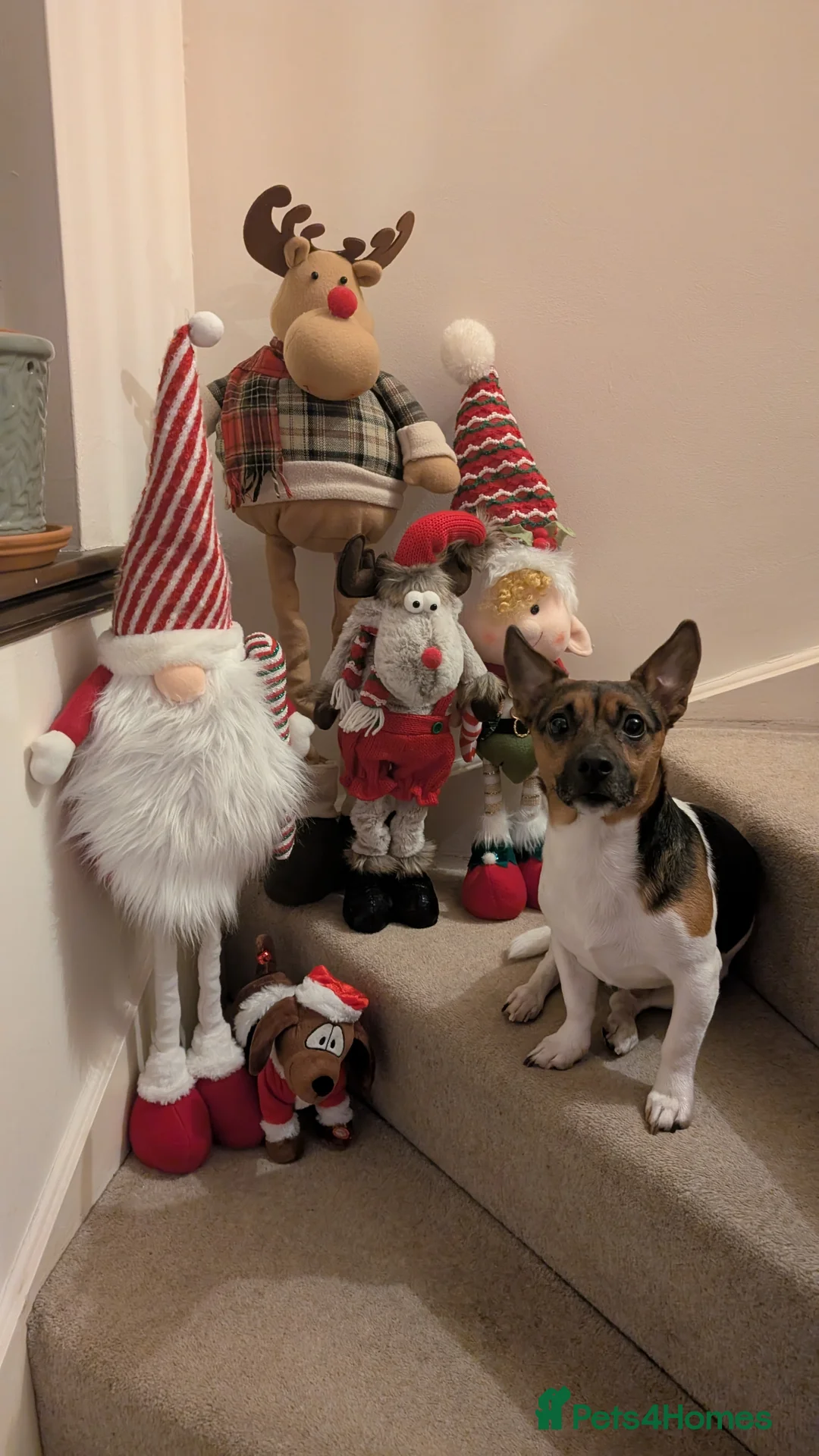 Jack Russell dogs for stud: For stud in Spalding - Advert 2