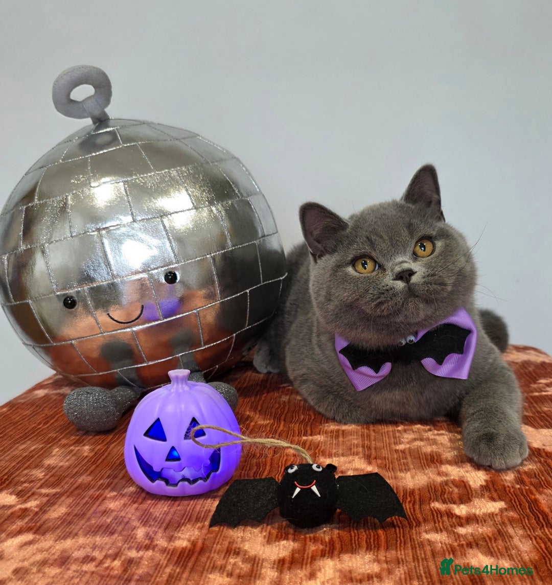 British Shorthair cats for sale: CHAMPION SIRED GCCF REG BSH BLUE MALE KITTEN - Image 5