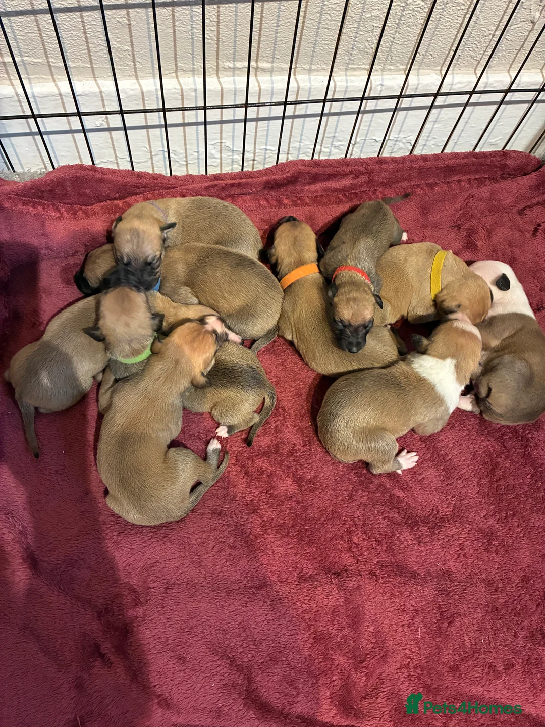 Whippet dogs for sale: Beautiful litter of Whippet puppies - Advert 9