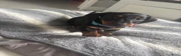 Miniature Dachshund dogs for sale: Beautiful miniature dachshund puppies  - Advert 12
