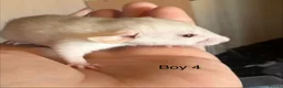 Rat rodents for sale: Mixed sex dwarf Dumbo Rats - Advert 11