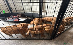 Cockapoo dogs for sale: F2 COCKERPOOS  - Image 9