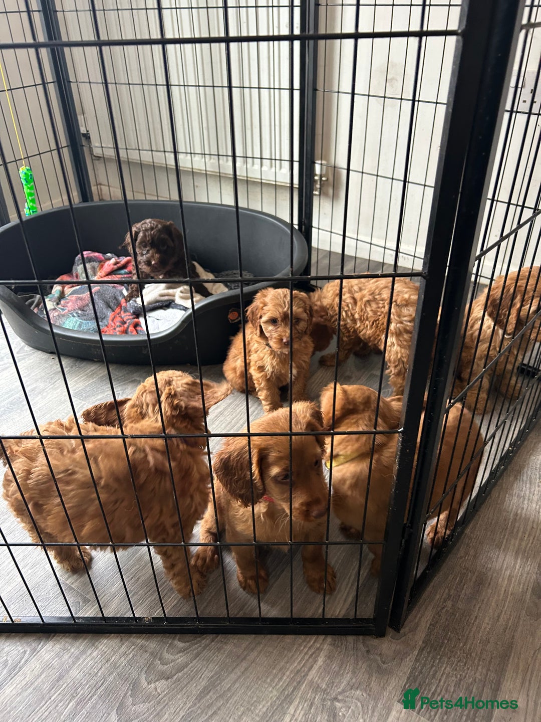 Cockapoo dogs for sale: F2 COCKERPOOS  - Image 9
