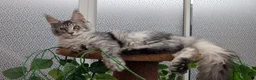 Maine Coon cats for sale: Stunning Maine coon kittens  - Advert 33