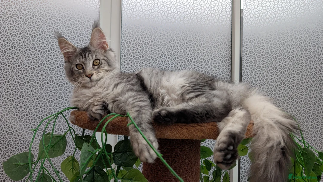 Maine Coon cats for sale: Stunning Maine coon kittens  - Advert 33