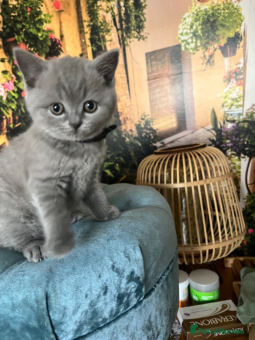 British Shorthair cats for sale: Beautiful British shorthair kittens 🐱 🥰 - Advert 36