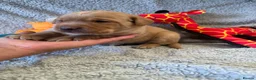 Labrador Retriever dogs for sale: 🐾1 Stunning Labrador Puppy left 👀 🏡 🐾 - Advert 29